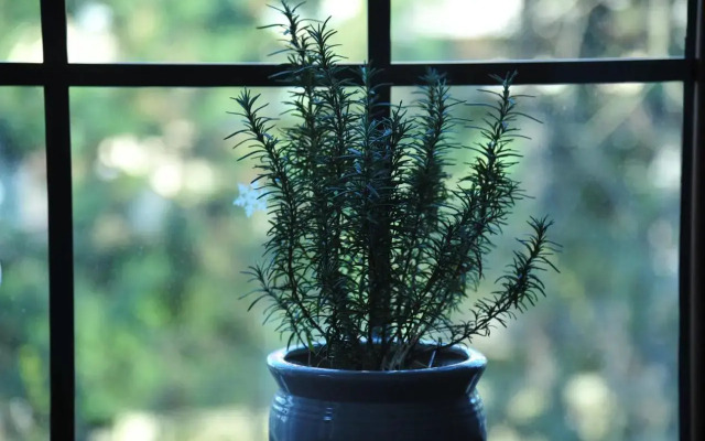 Nordic Memory in Tsingtao