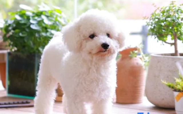 Orange white Vacation Homestay