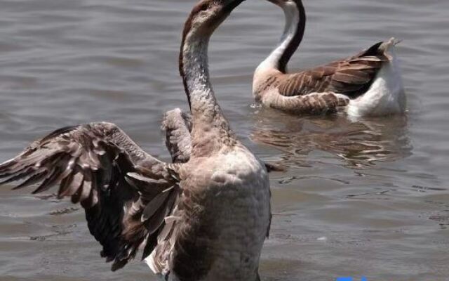 Mingzhu Lake Swan Garden Resort