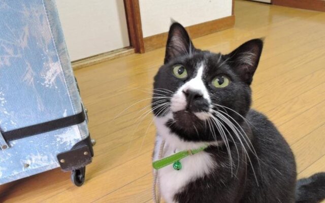 Minshuku Osaki