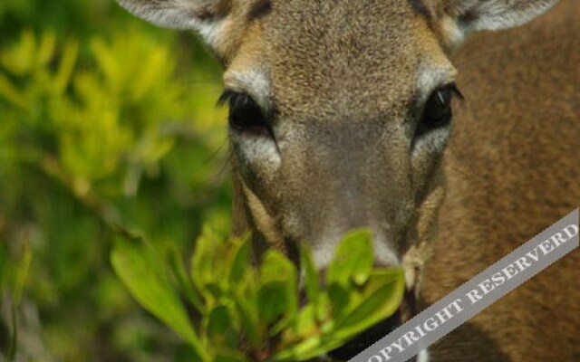 Deer Run Bed & Breakfast