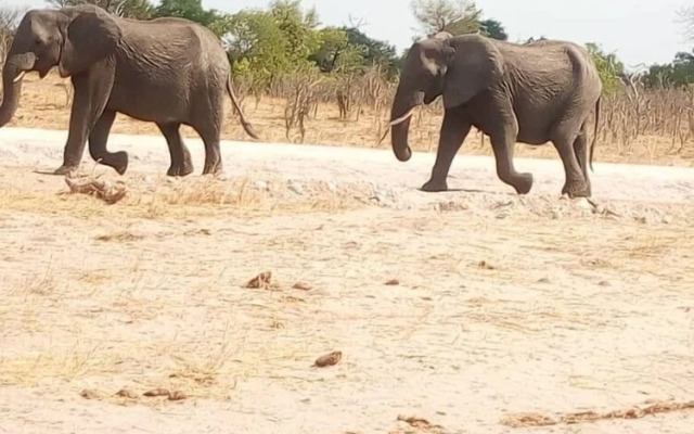 The elephant sounds lodge