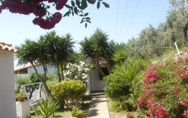 Camelia Studios