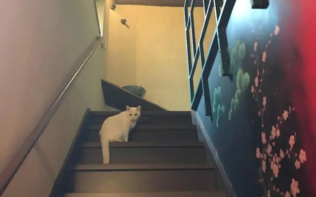 Mad Cat Hostel Osaka & Bar