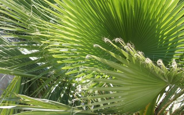 Palms & Beach Maslenica