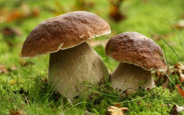 Club Hotel Lo Sciatore