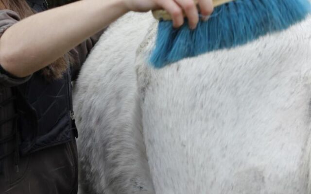 Stutteri Skandi Hest