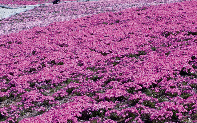Kyukamura Chausuyama-Kogen