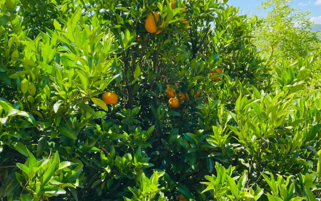 Buffalo River Retreat