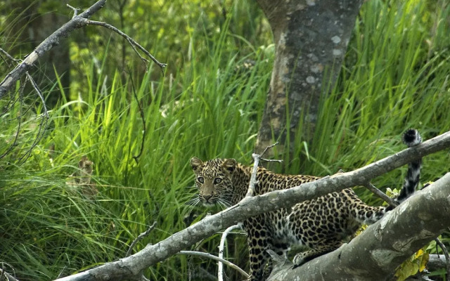 Tiger Tops Tharu Lodge