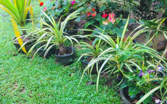 Mama Daisy's Homestay Rekawa.