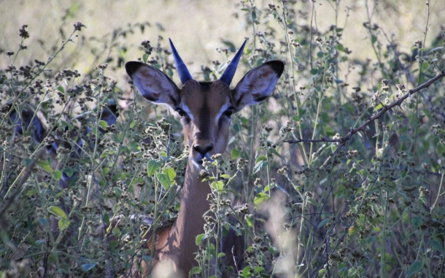 Thula Private Lodge