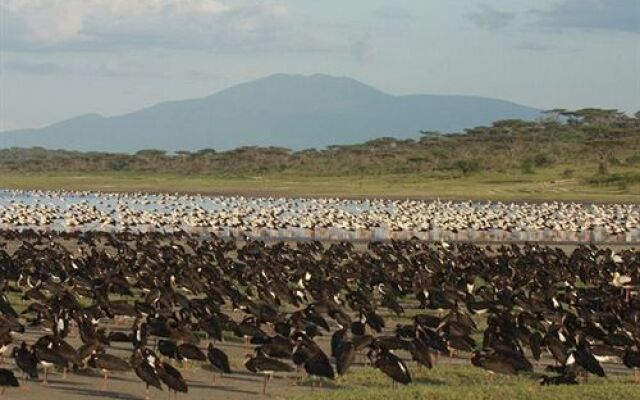 Lemala Ndutu Camp