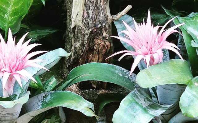 Recanto Toca das Plantas de Ilhabela II