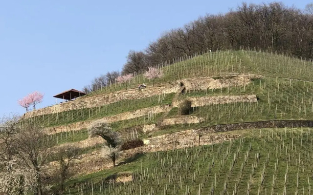 Holiday Apartment Forest