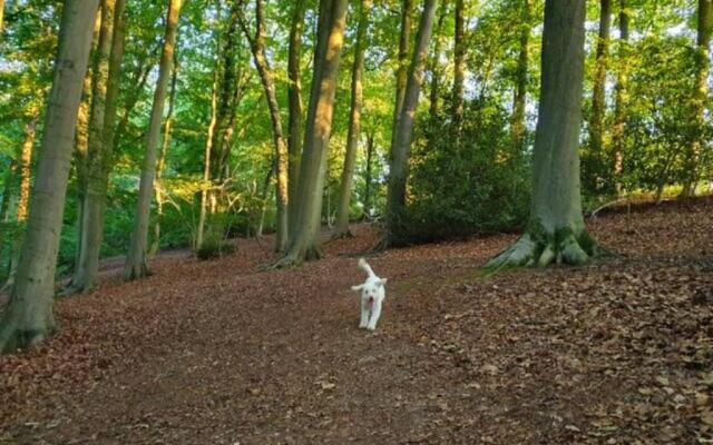 Stylish Town Centre Apartments