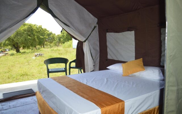 Wild Panthera Yala