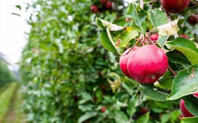 Agriturismo Al Luogo del Giulio