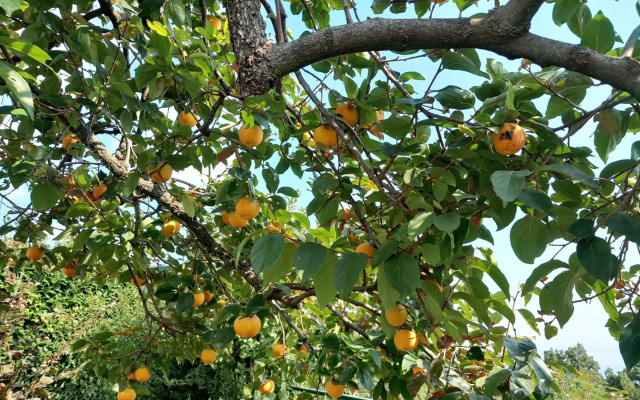 Kuca Draga - Property Nono