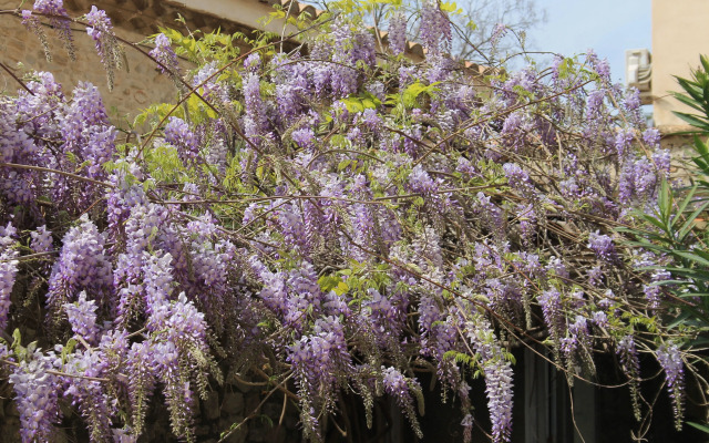 Chambres d'Hotes La Rose