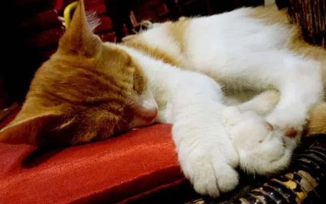 Xiyu Hostel · Cat Café