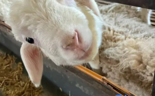 Shanghai Xiangyun Parent Child Hotel