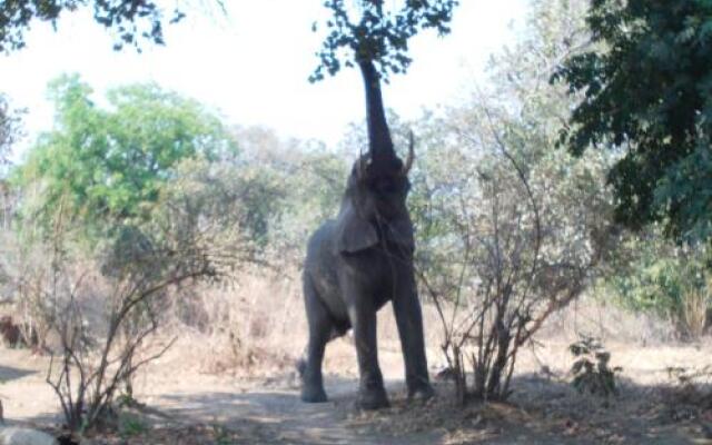 Zikomo Safari Camp