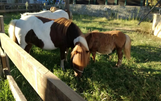 Quinta Vita - Vila Pera
