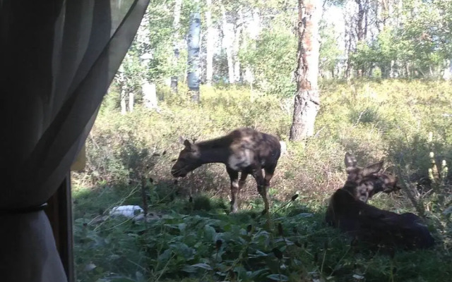 The Aspen Moose Vacation Cabin