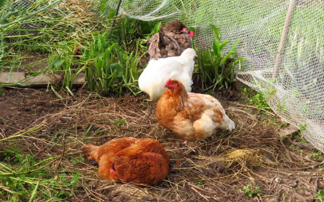 Omarama Oasis - Permaculture Glamping