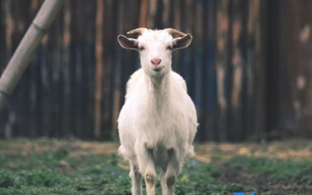 MaoShan Hentique Resort