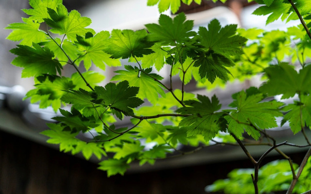 Gion Guesthouse Yururi