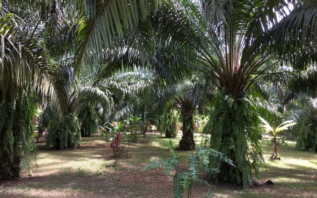 Khao Sok Palm Garden Resort