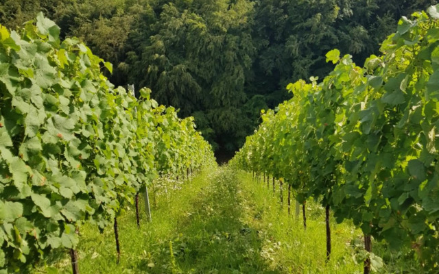 Turisticna Kmetija Kaloh