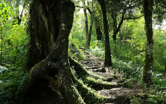 Nature Zone Jungle Resort