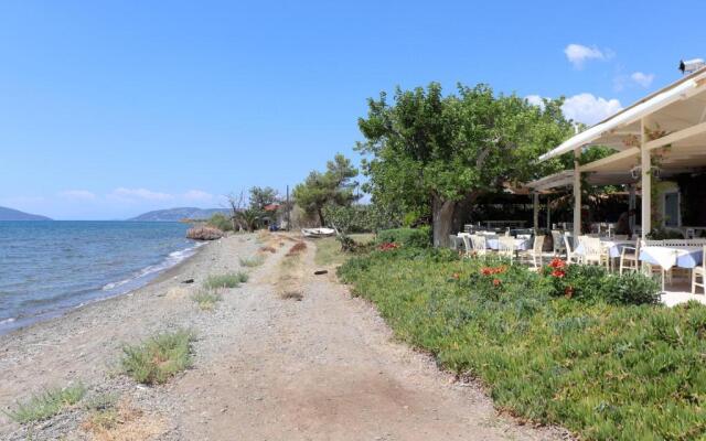 Vassia 2