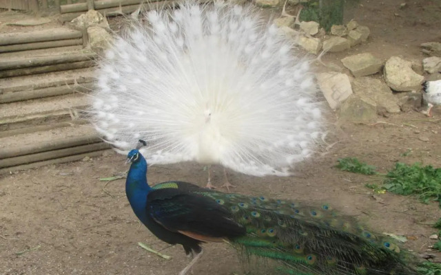 Quinta Sobral Prestige