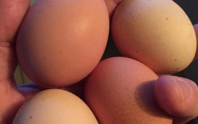 Little Pentre Barn with seasonal Swimming Pool