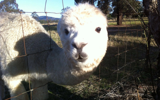 Starline Alpacas Farmstay Resort
