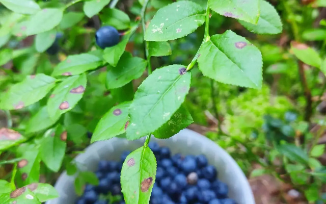 Усадьба Красивая