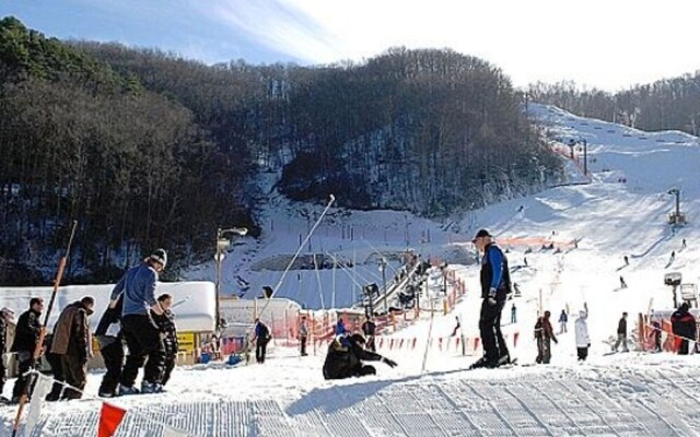 Bear Pause by Vtrips