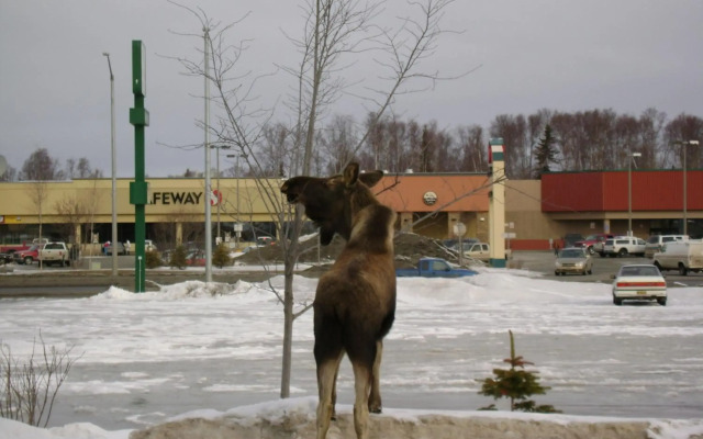 Aspen Hotel Soldotna