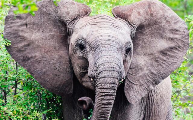 MILIMA Big 5 Safari Lodge