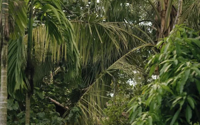 Sama Retreats - Kosgoda