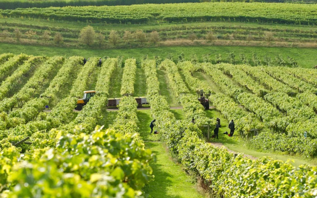 Three Choirs Vineyards