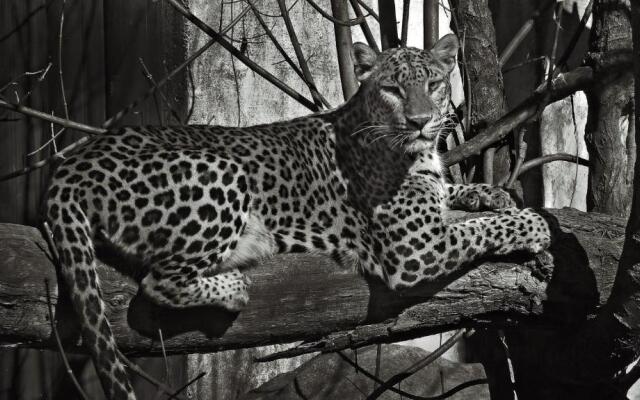 Parioli Modern Studio