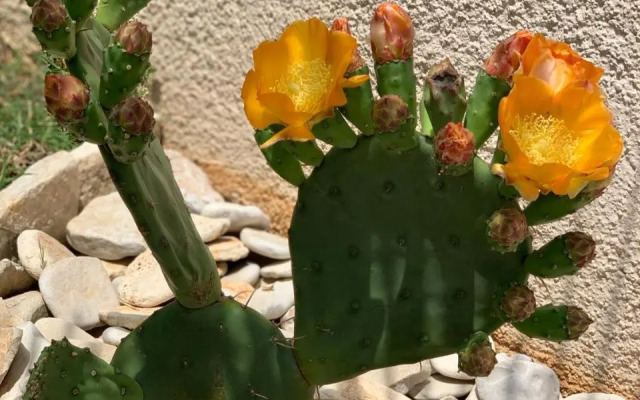 Natura 6