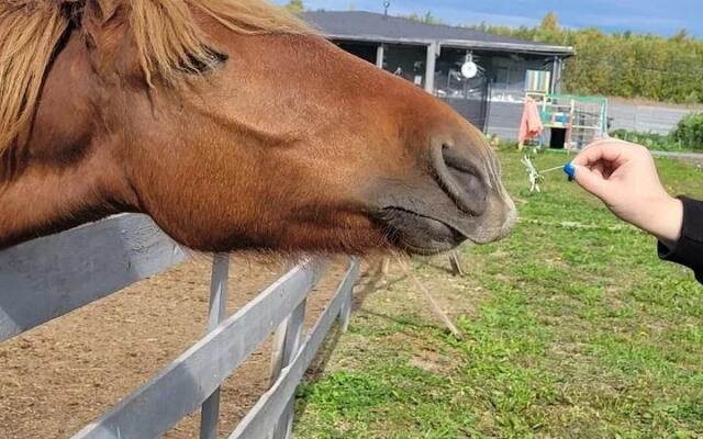 Семейная ферма