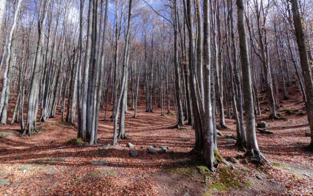 Viandanti, Artisti e Sognatori