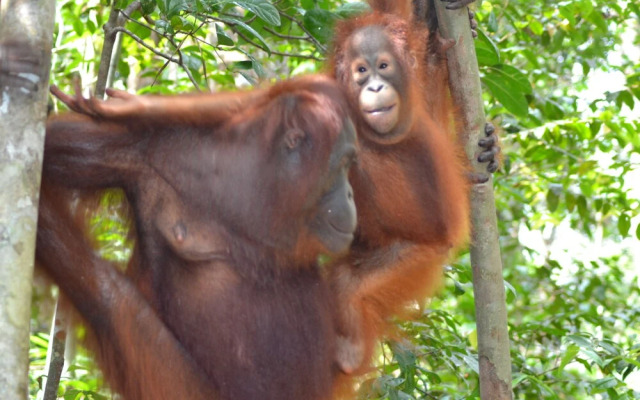 Houseboat Bee Kelotok